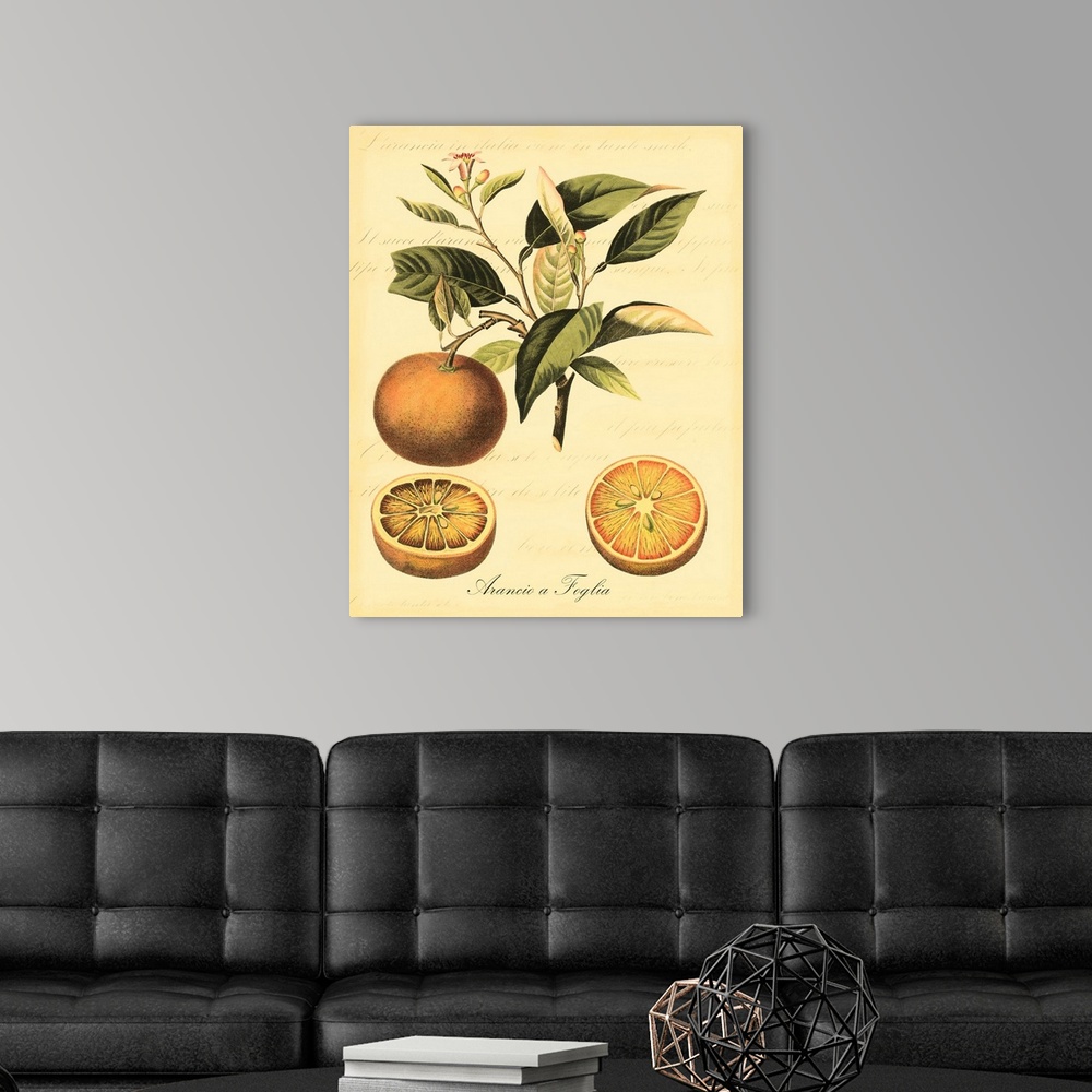 A modern room featuring Petite Tuscan Fruits III