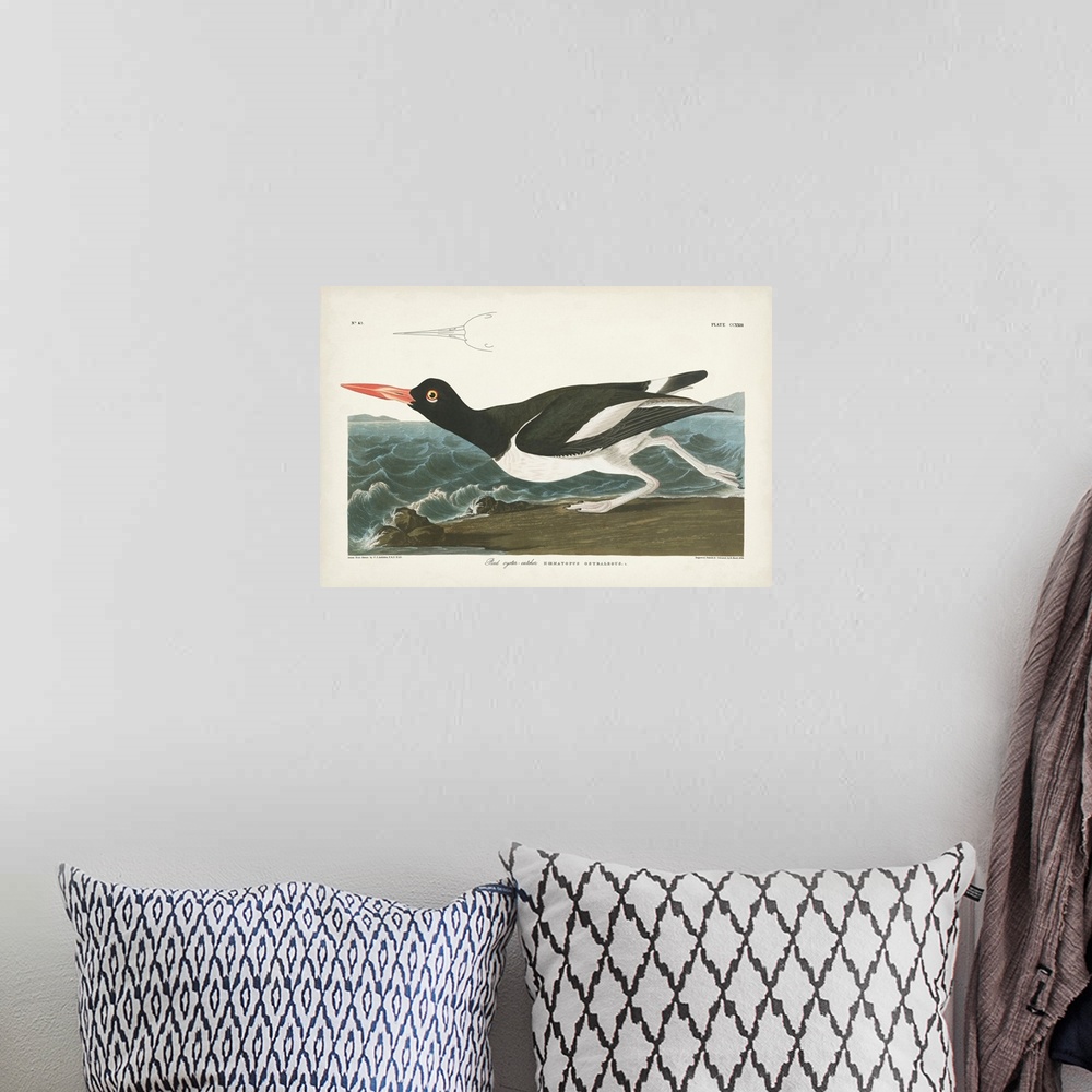 A bohemian room featuring Pied Oyster Catcher