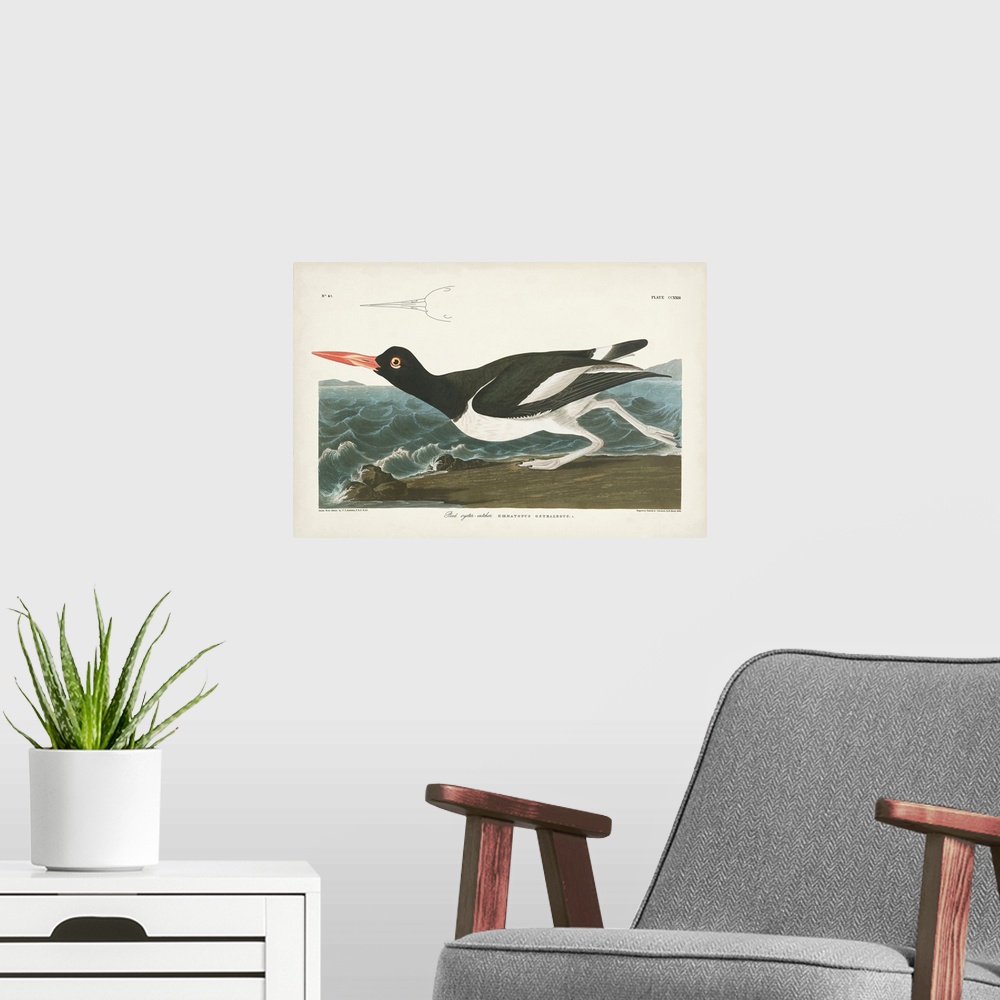 A modern room featuring Pied Oyster Catcher