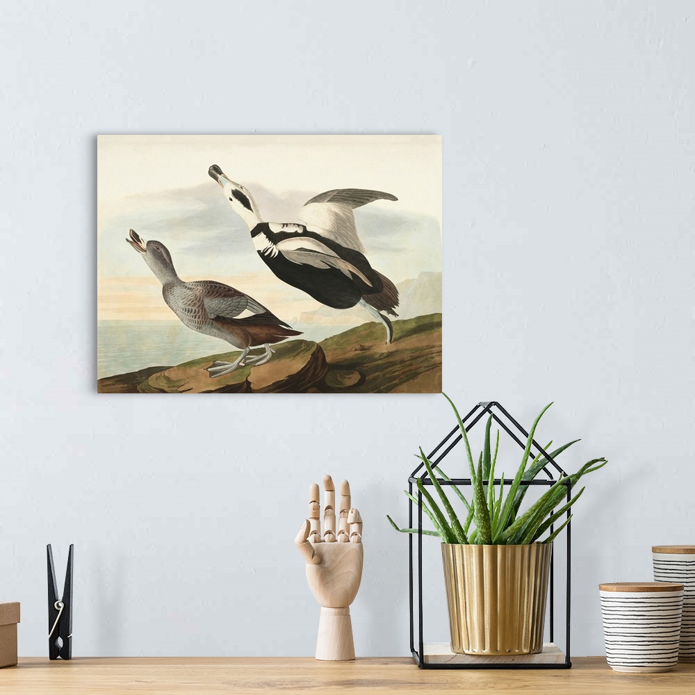 A bohemian room featuring Pied Working Duck