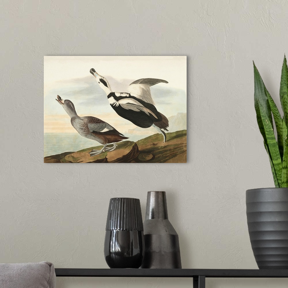 A modern room featuring Pied Working Duck