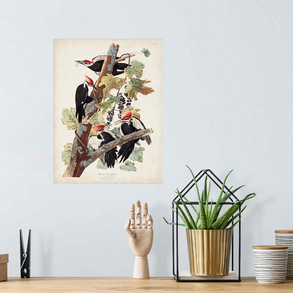 A bohemian room featuring Pileated Woodpecker