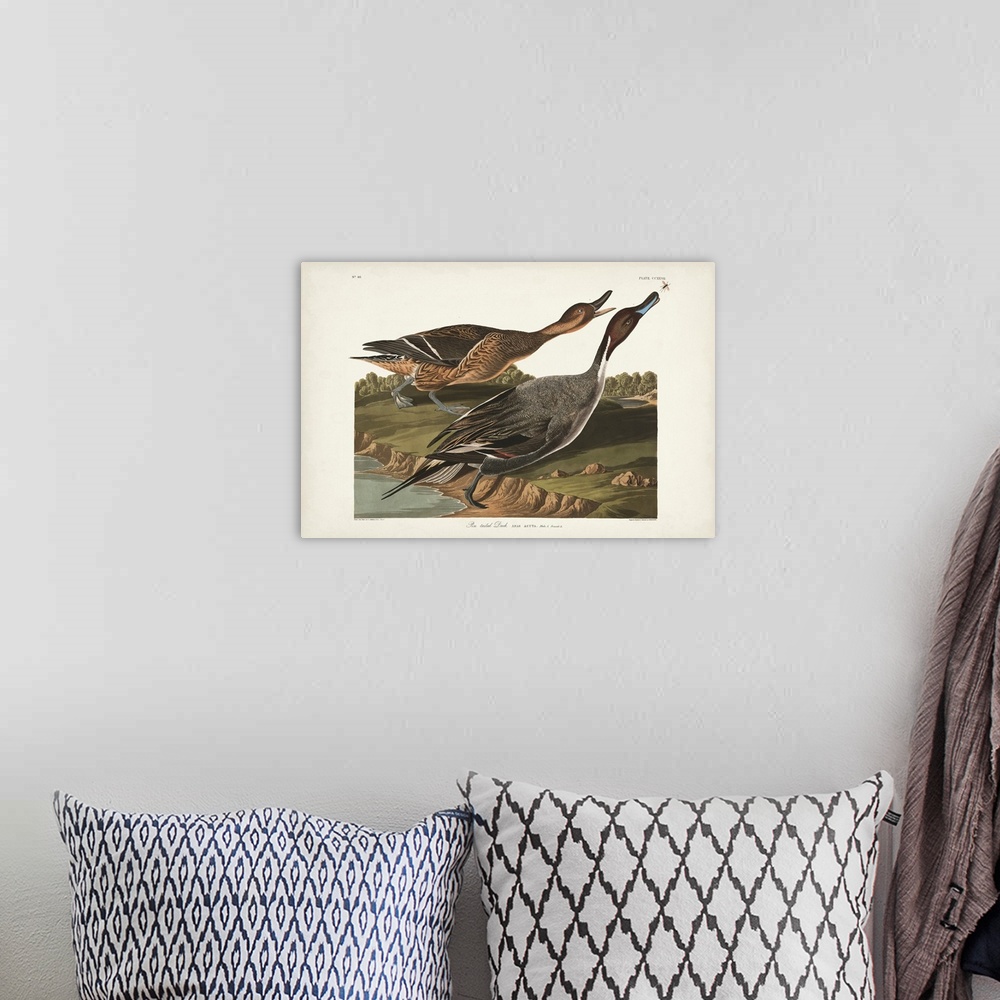 A bohemian room featuring Pin-Tailed Duck