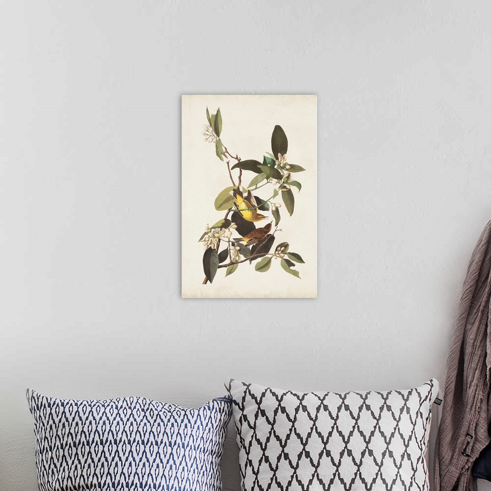 A bohemian room featuring Pine Warbler