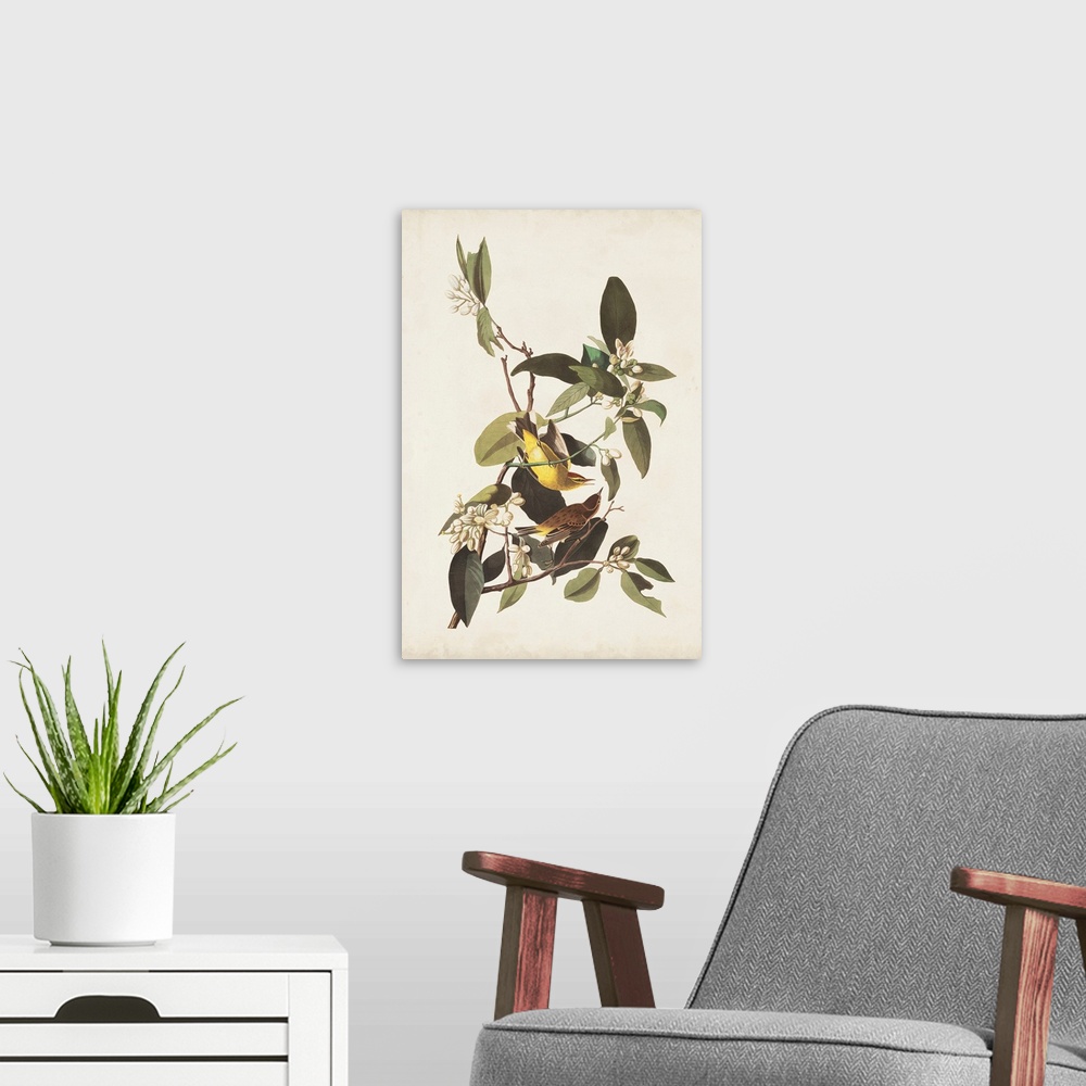 A modern room featuring Pine Warbler
