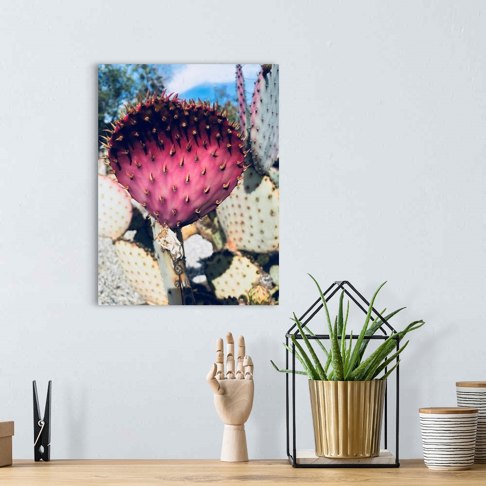 A bohemian room featuring Pink Yellow Cactus III