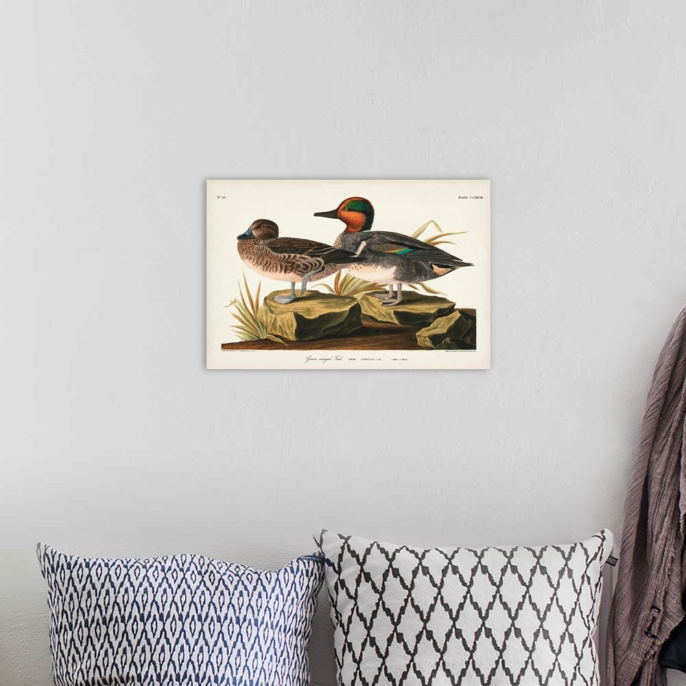 A bohemian room featuring Pl 228 Green-Winged Teal