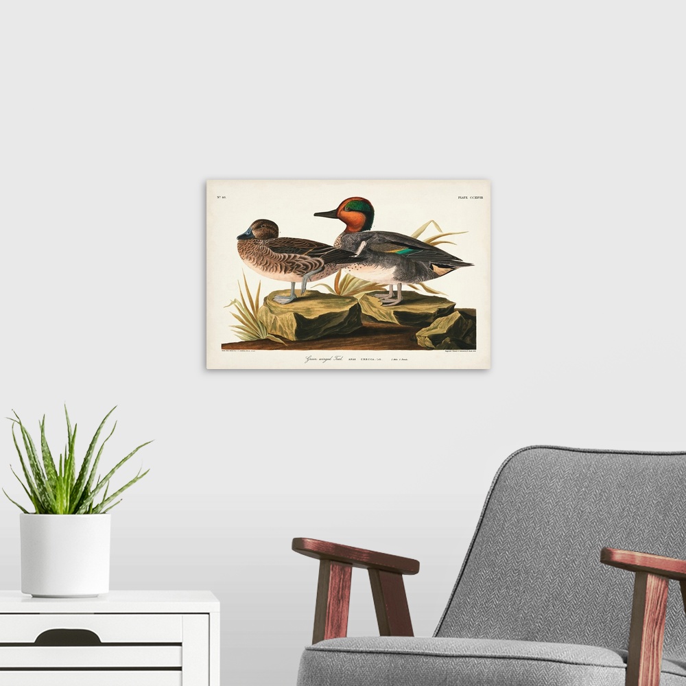 A modern room featuring Pl 228 Green-Winged Teal