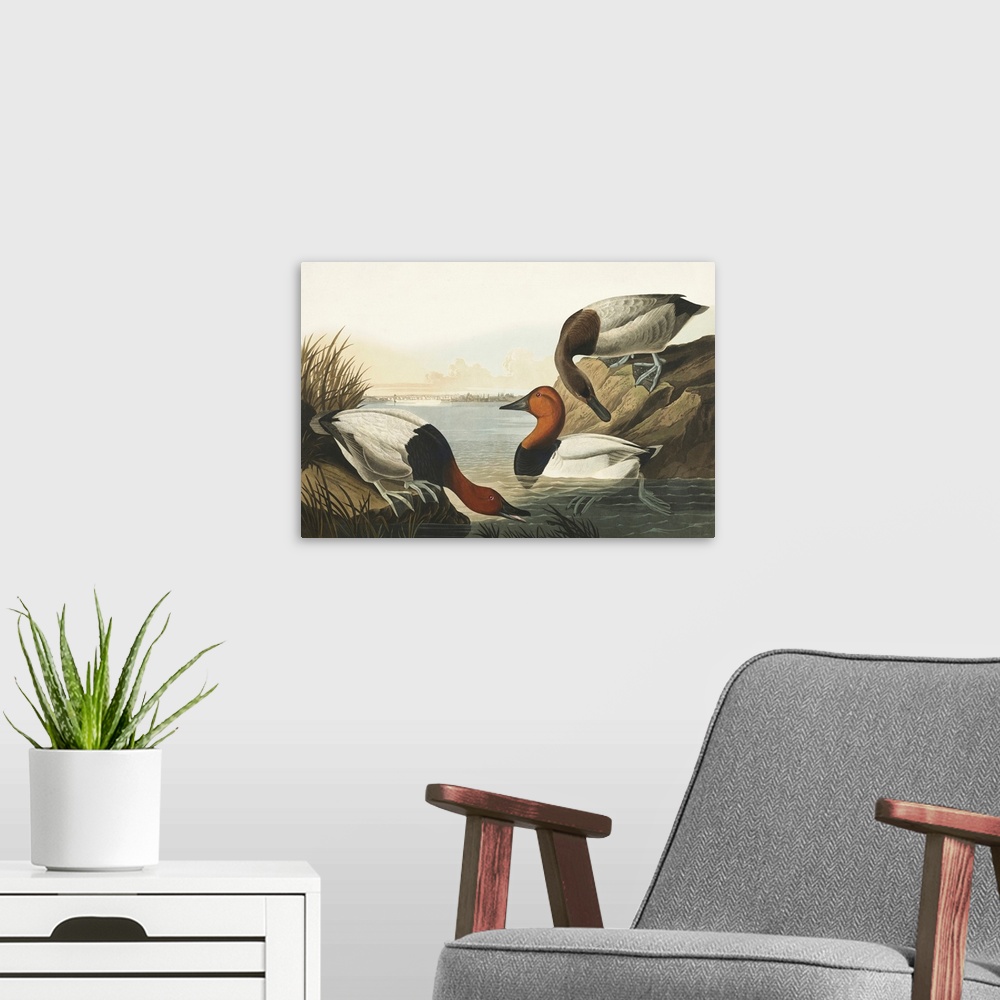 A modern room featuring Pl 301 Canvas-Backed Duck