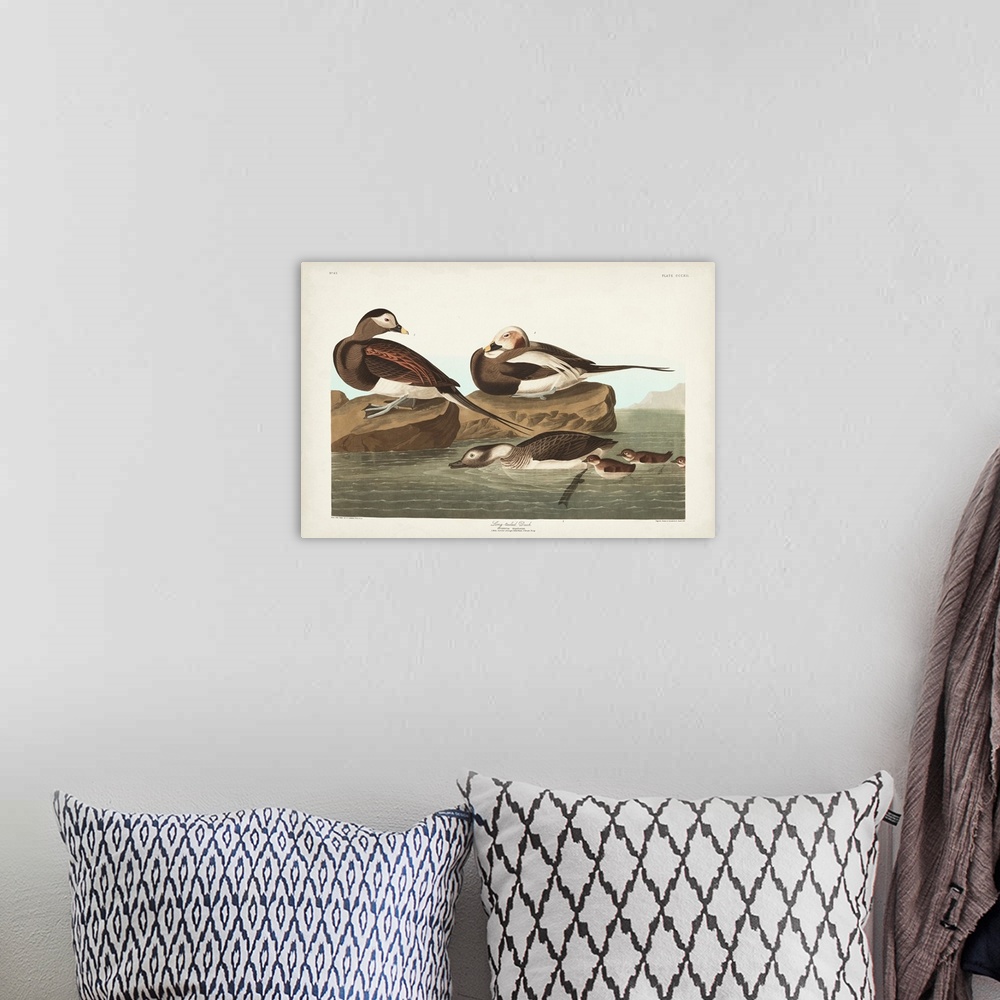 A bohemian room featuring Pl 312 Long-Tailed Duck