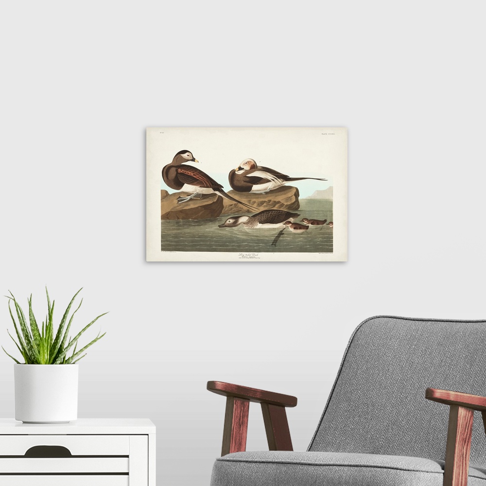 A modern room featuring Pl 312 Long-Tailed Duck