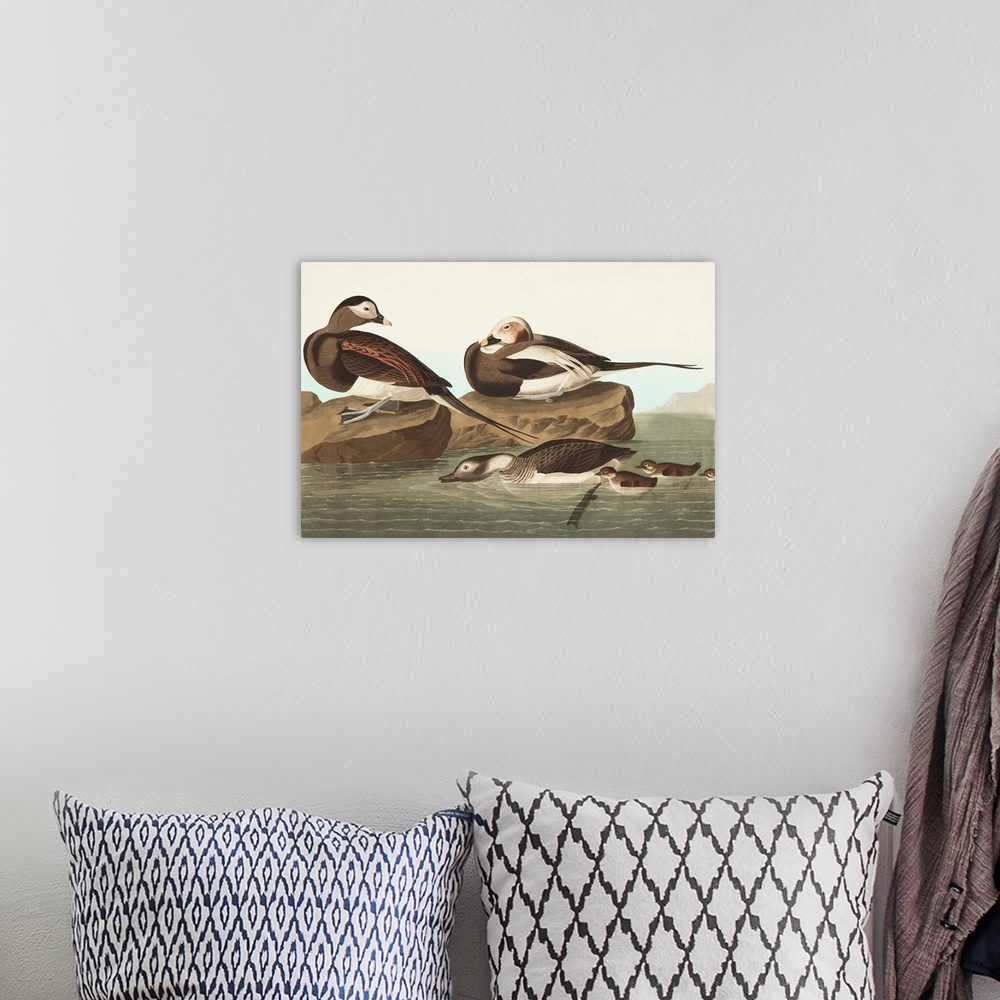 A bohemian room featuring Pl 312 Long-Tailed Duck
