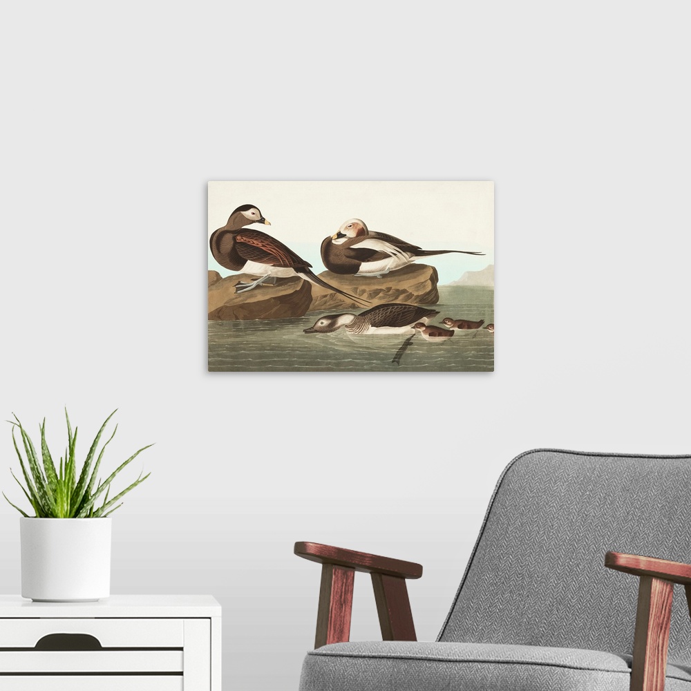 A modern room featuring Pl 312 Long-Tailed Duck
