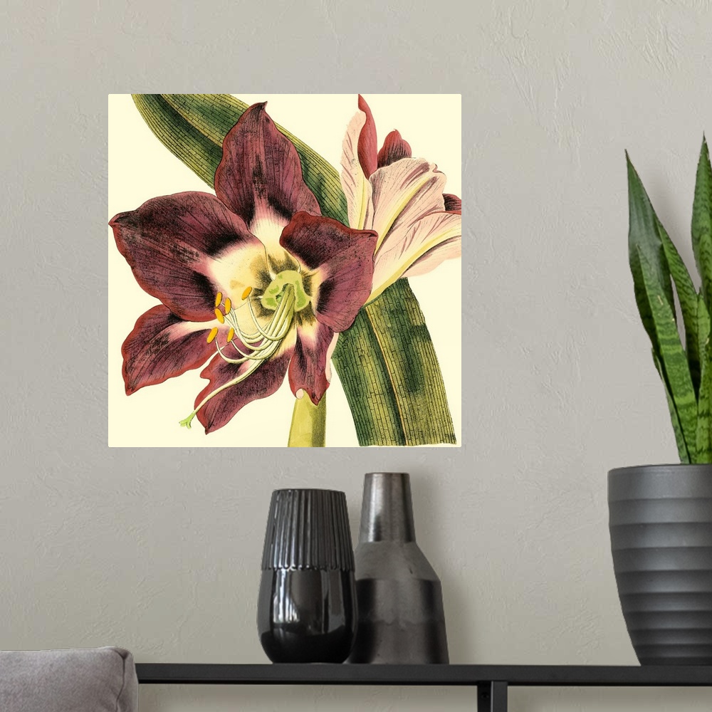 A modern room featuring Vintage stylized illustration of a close-up of a scarlet flower.
