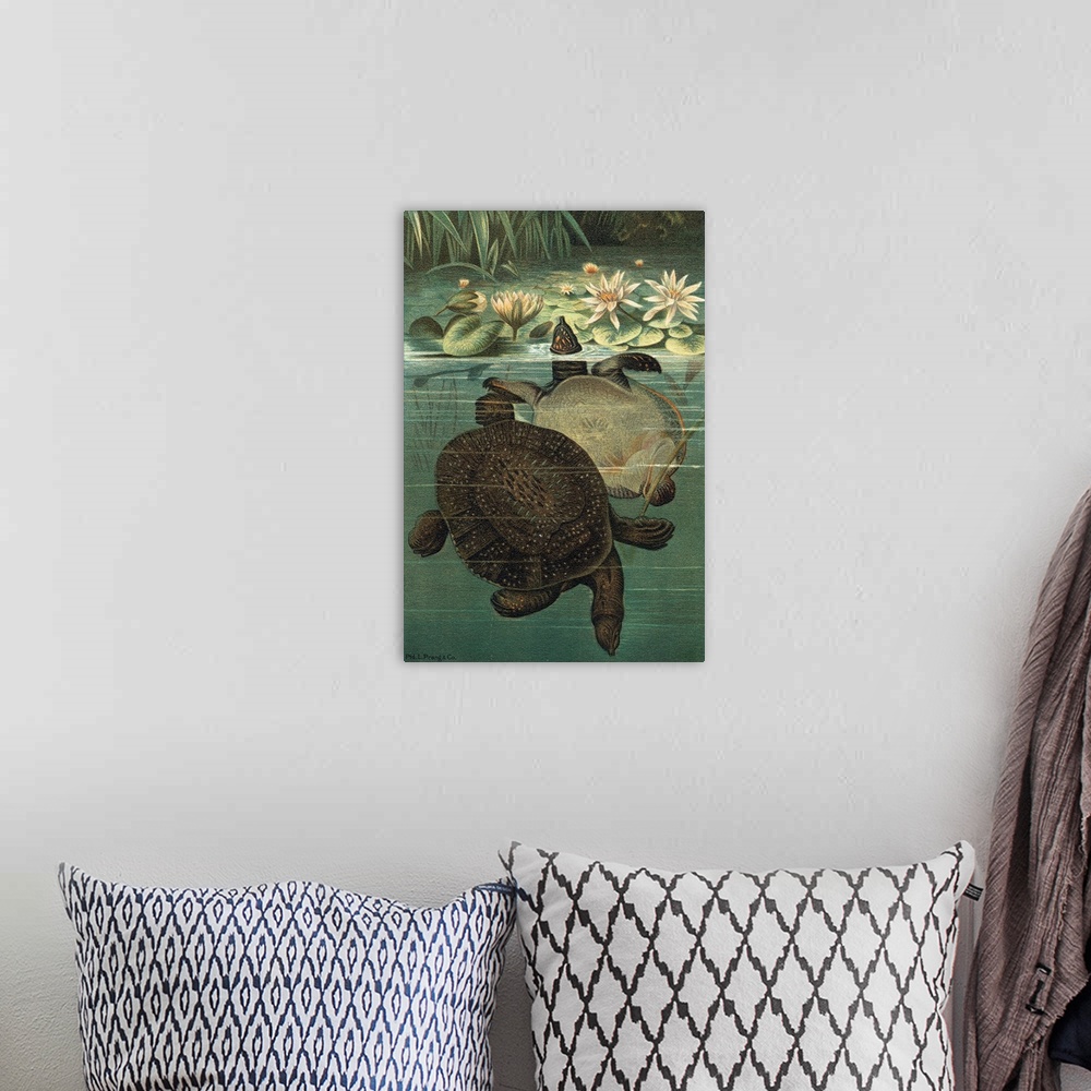 A bohemian room featuring Pond Turtles