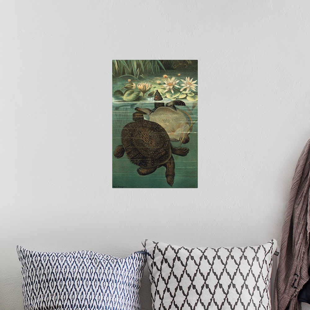 A bohemian room featuring Pond Turtles