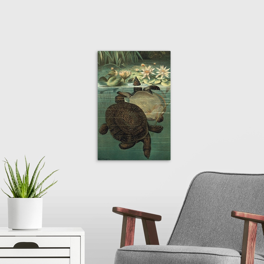 A modern room featuring Pond Turtles