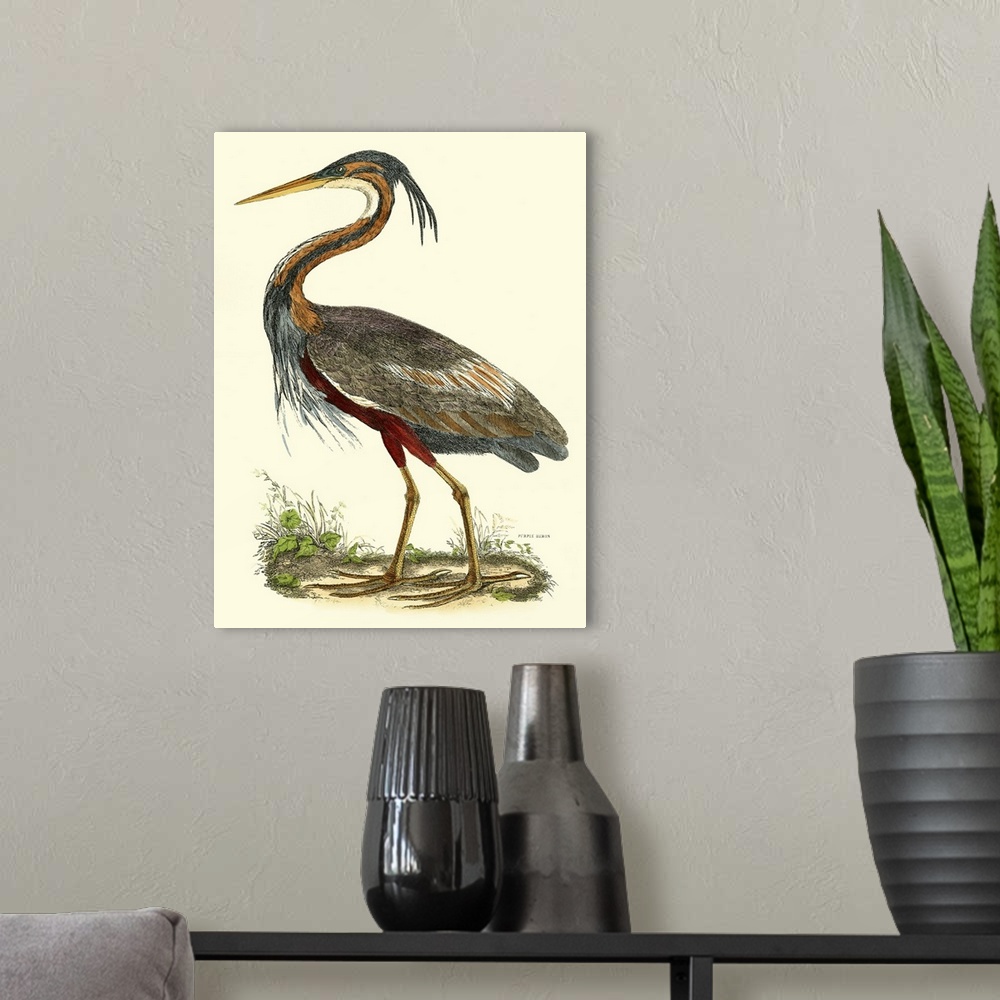 A modern room featuring Contemporary artwork of a vintage style bird illustration.