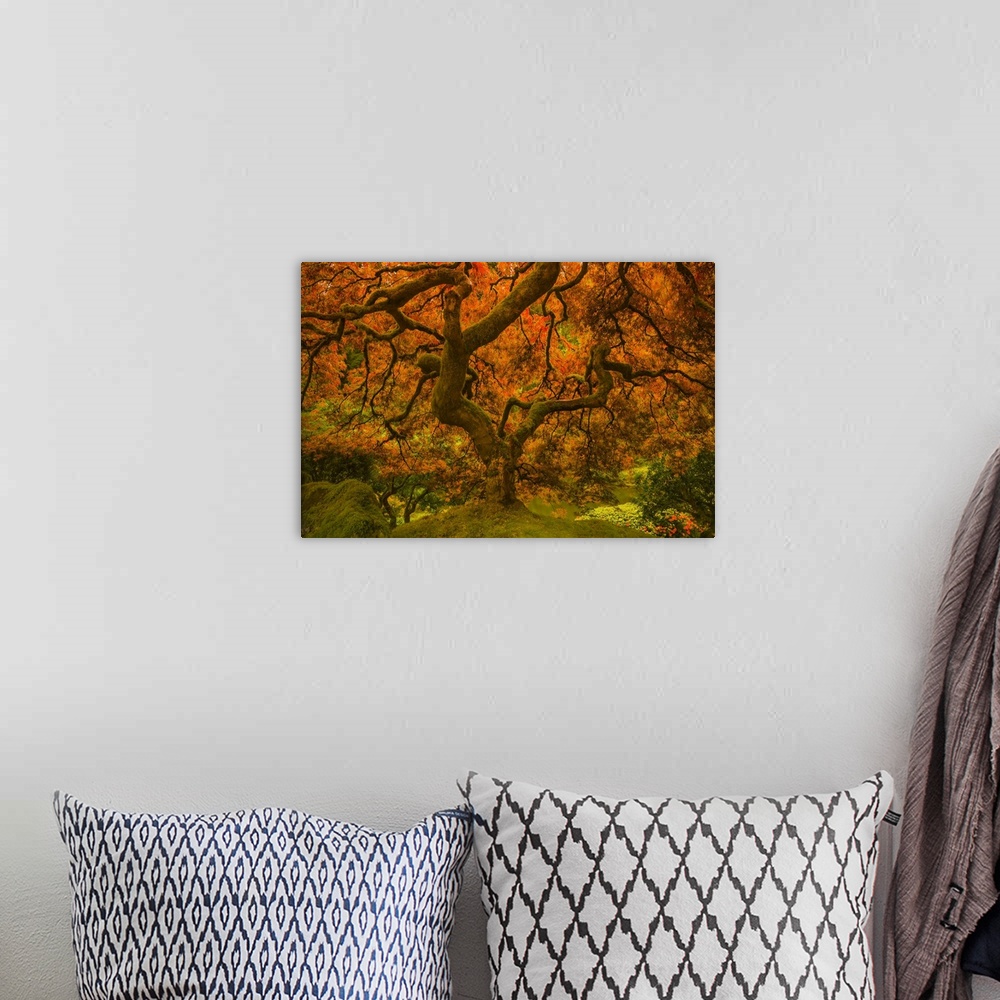 A bohemian room featuring In this photograph, leaves of orange radiance cascade the twisting old branches of a tree while r...