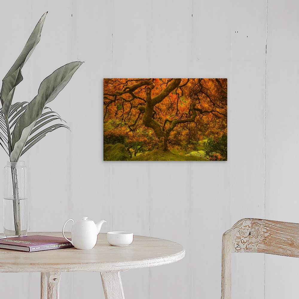 A farmhouse room featuring In this photograph, leaves of orange radiance cascade the twisting old branches of a tree while r...