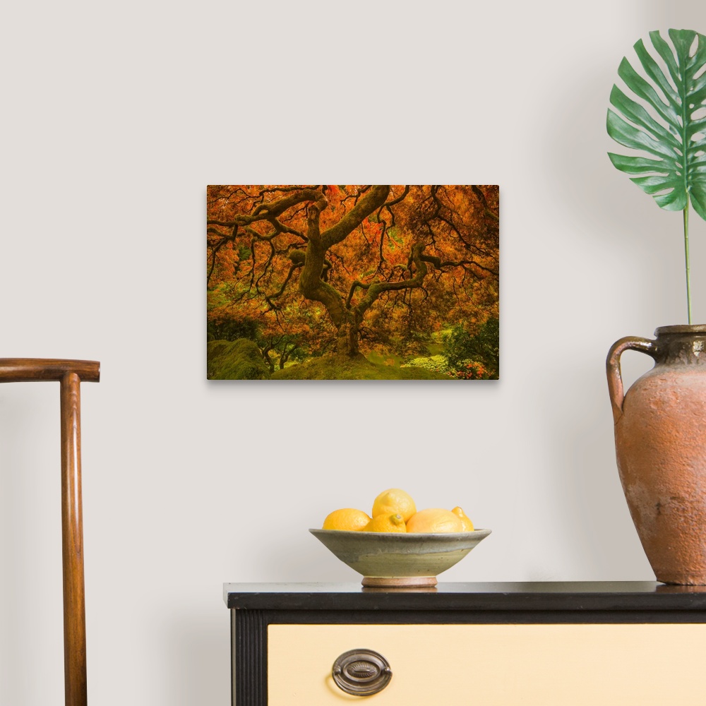 A traditional room featuring In this photograph, leaves of orange radiance cascade the twisting old branches of a tree while r...