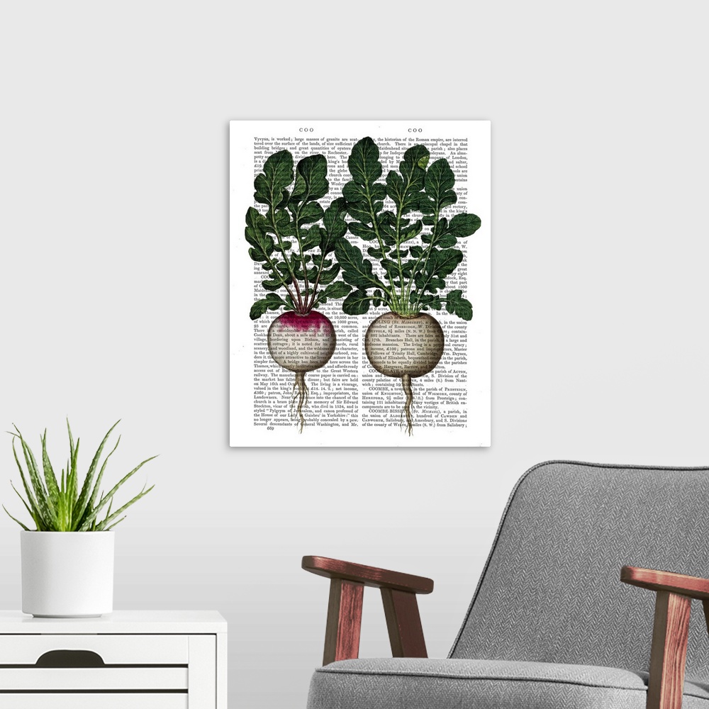 A modern room featuring Botanical illustration of radishes painted over a vintage dictionary page.
