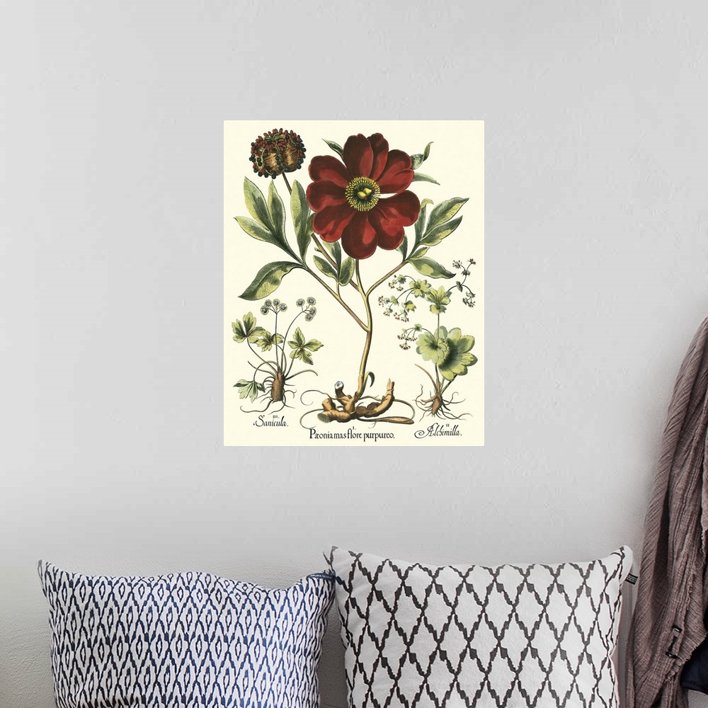 A bohemian room featuring Contemporary artwork of a vintage style botanical illustration.