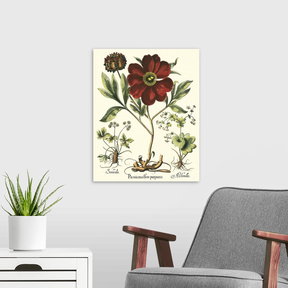 A modern room featuring Contemporary artwork of a vintage style botanical illustration.