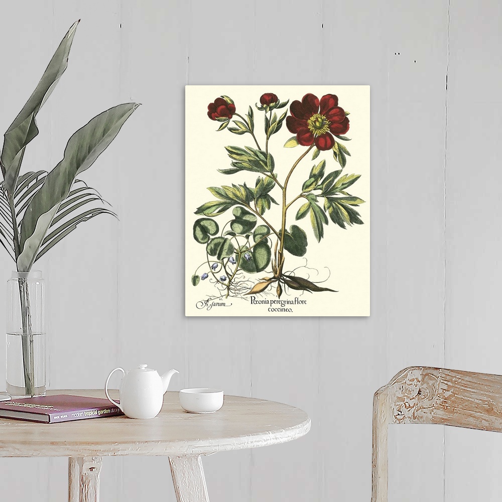 A farmhouse room featuring Contemporary artwork of a vintage style botanical illustration.