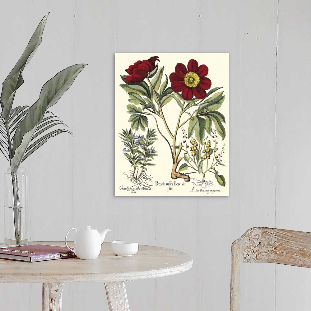 A farmhouse room featuring Contemporary artwork of a vintage style botanical illustration.