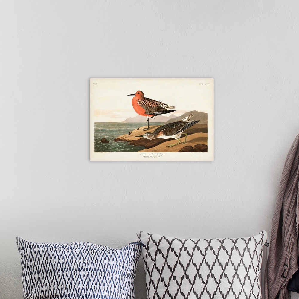 A bohemian room featuring Red-Breasted Sandpiper