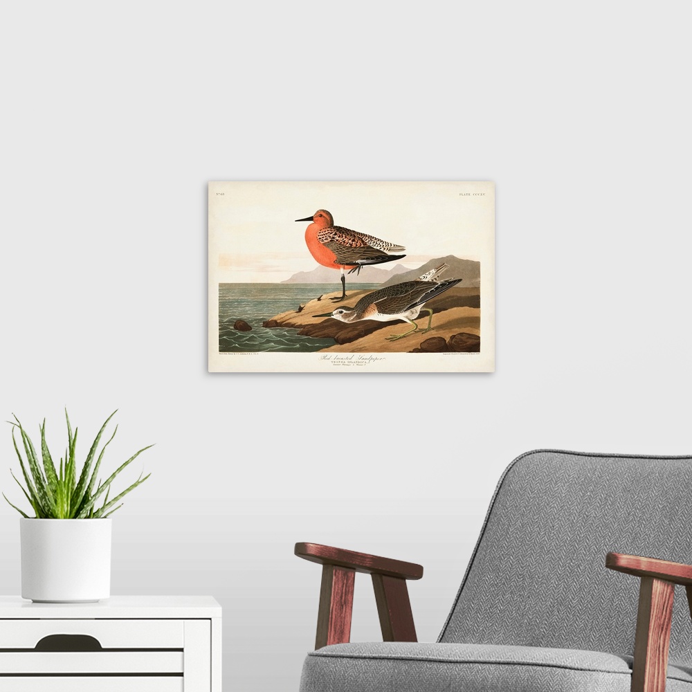 A modern room featuring Red-Breasted Sandpiper