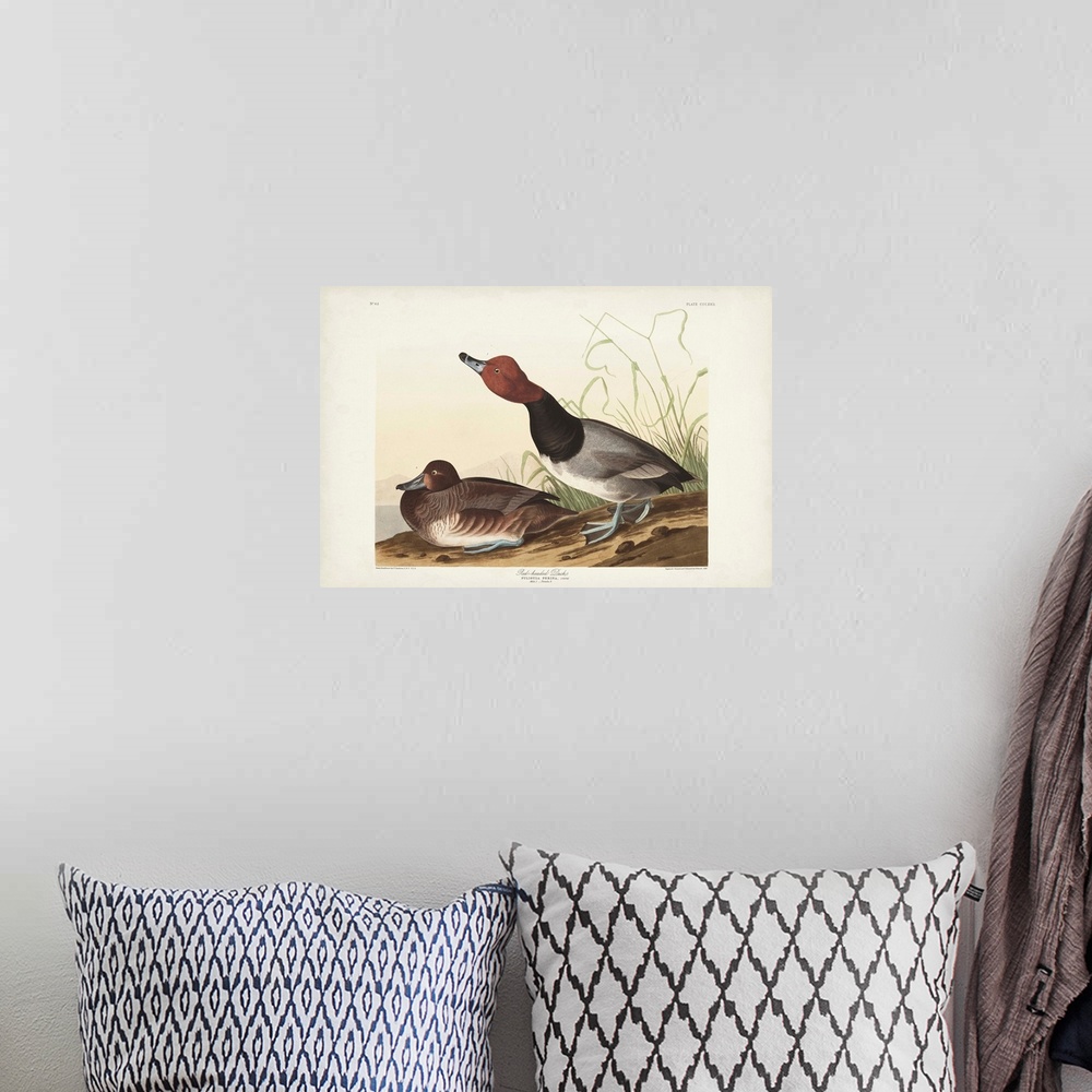 A bohemian room featuring Red-Headed Duck