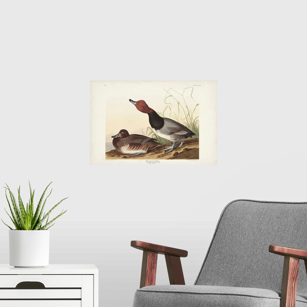 A modern room featuring Red-Headed Duck