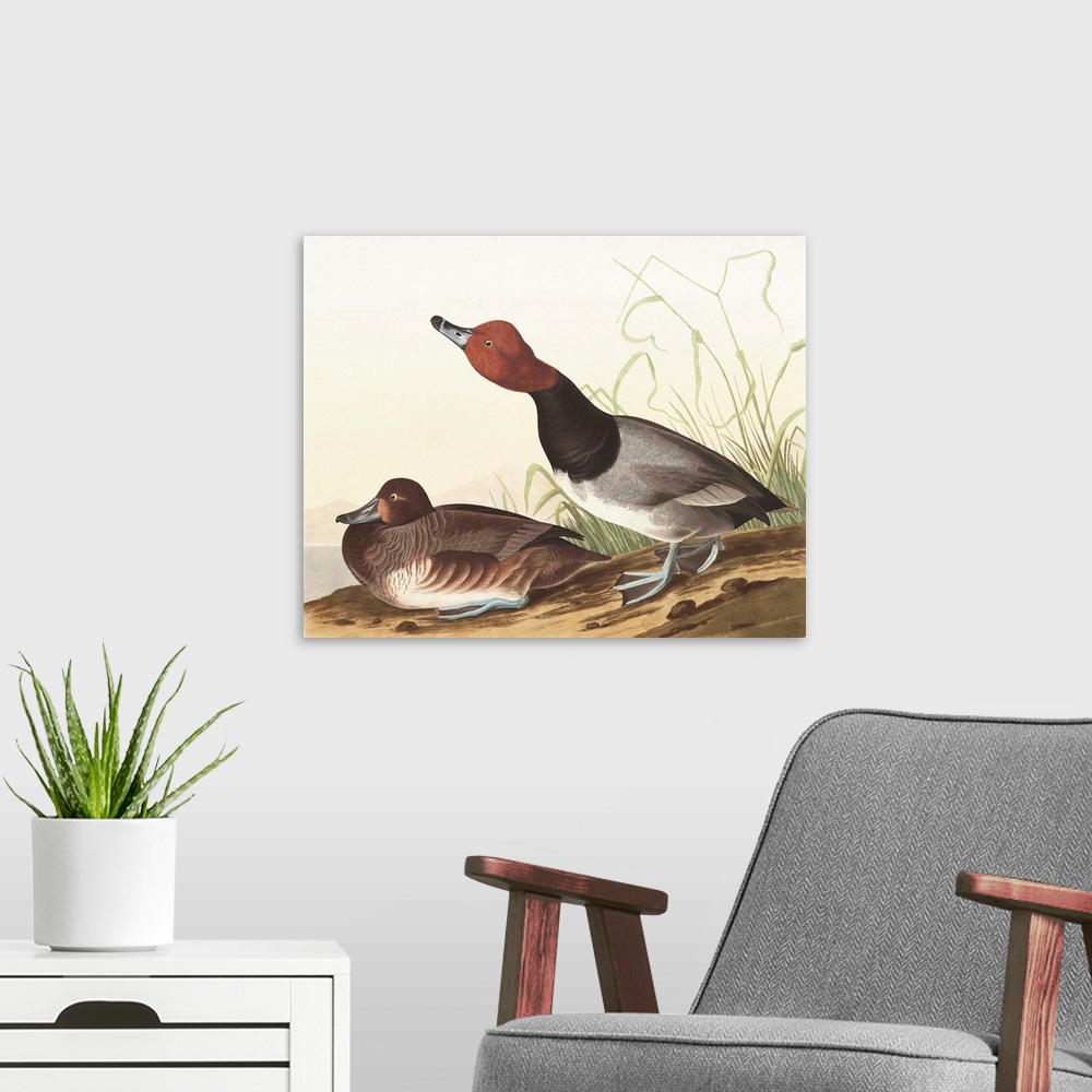 A modern room featuring Red-Headed Duck