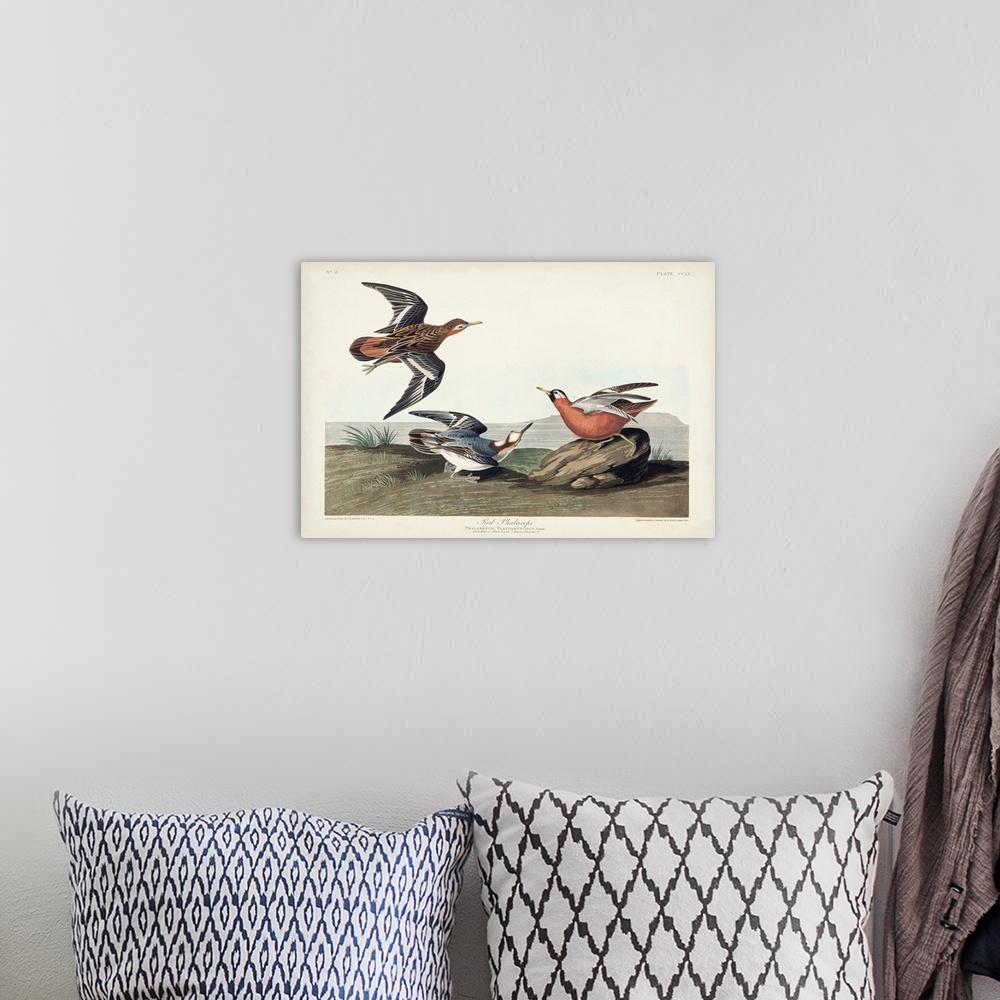 A bohemian room featuring Red Phalarope