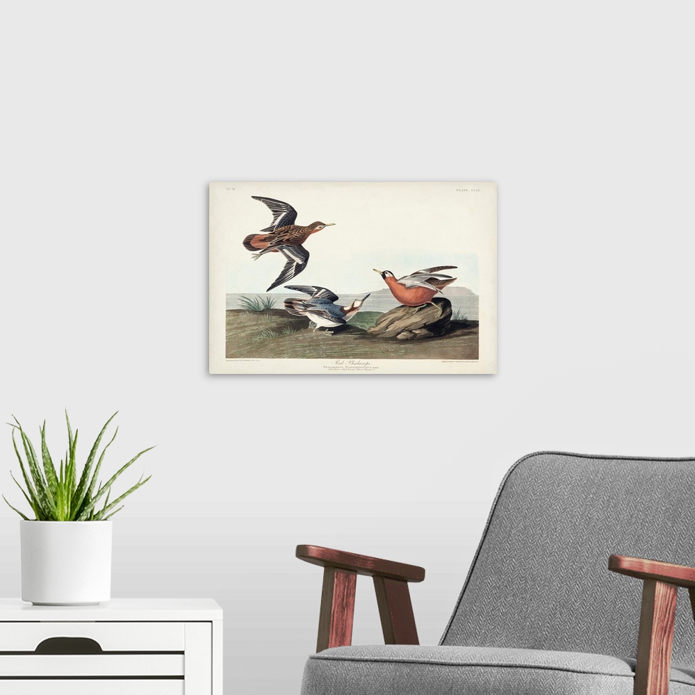 A modern room featuring Red Phalarope