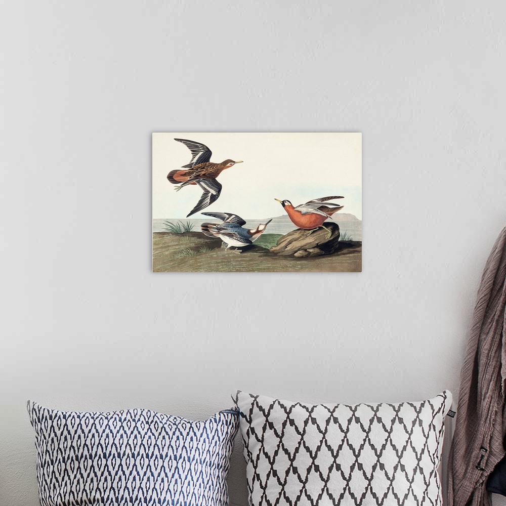 A bohemian room featuring Red Phalarope