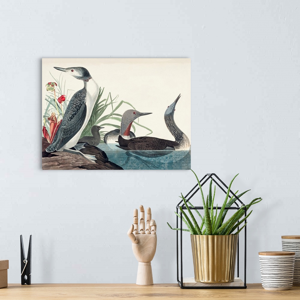 A bohemian room featuring Red-Throated Diver