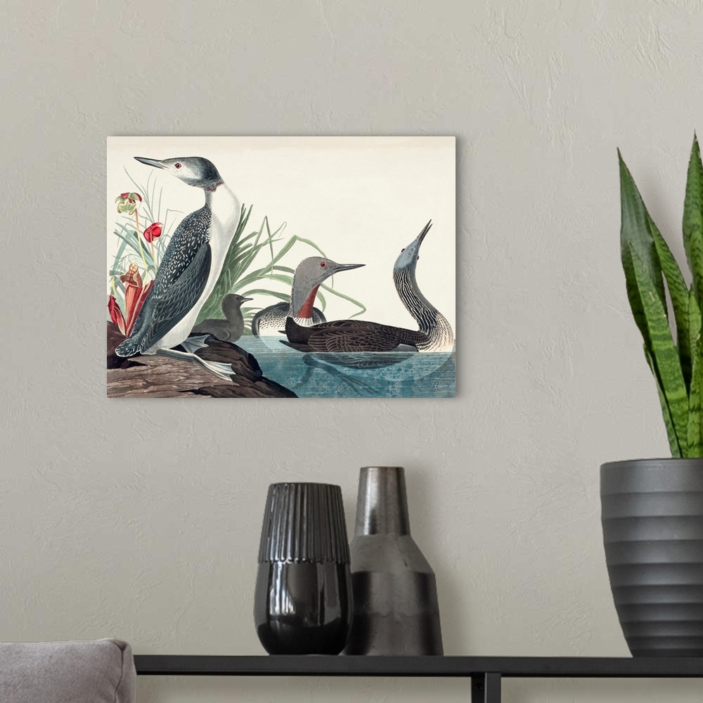 A modern room featuring Red-Throated Diver