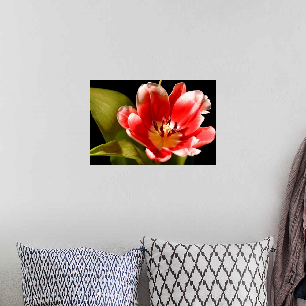 A bohemian room featuring Red Tulip I