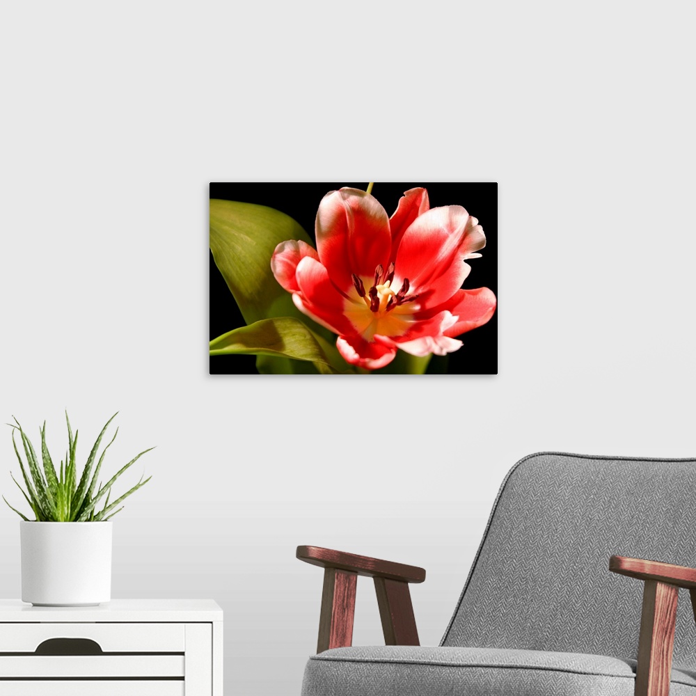 A modern room featuring Red Tulip I