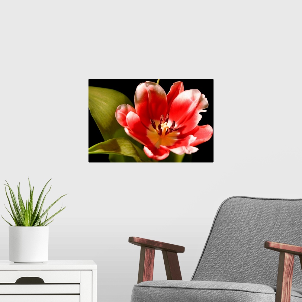 A modern room featuring Red Tulip I