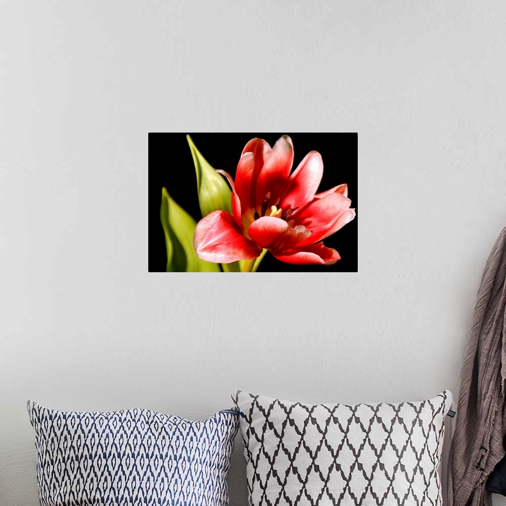 A bohemian room featuring Red Tulip III