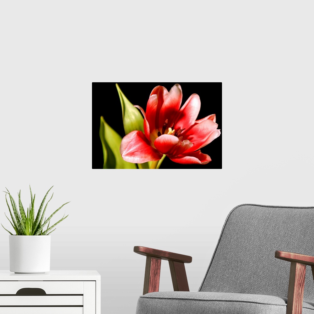 A modern room featuring Red Tulip III