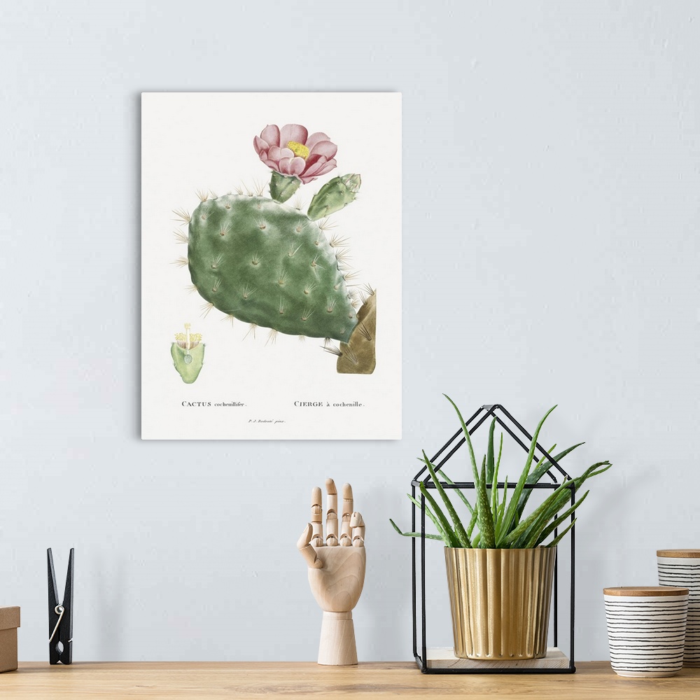A bohemian room featuring Redoute Cactus III