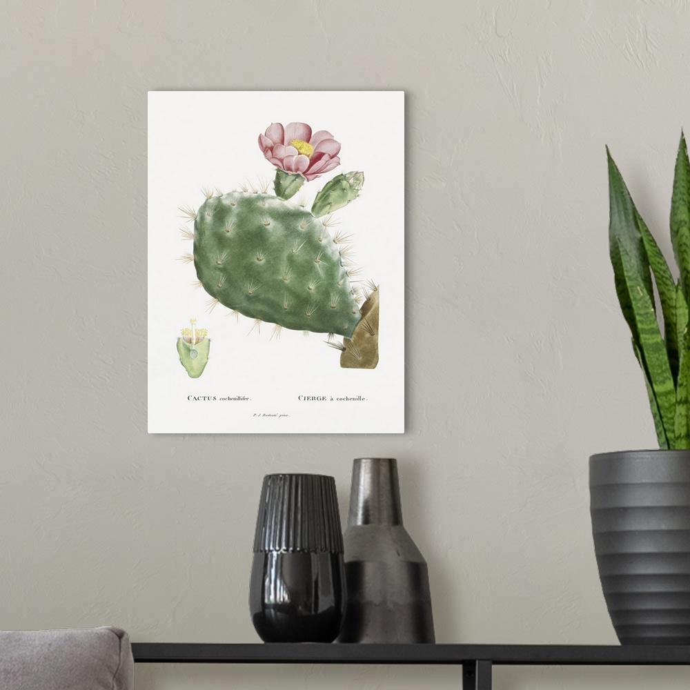A modern room featuring Redoute Cactus III