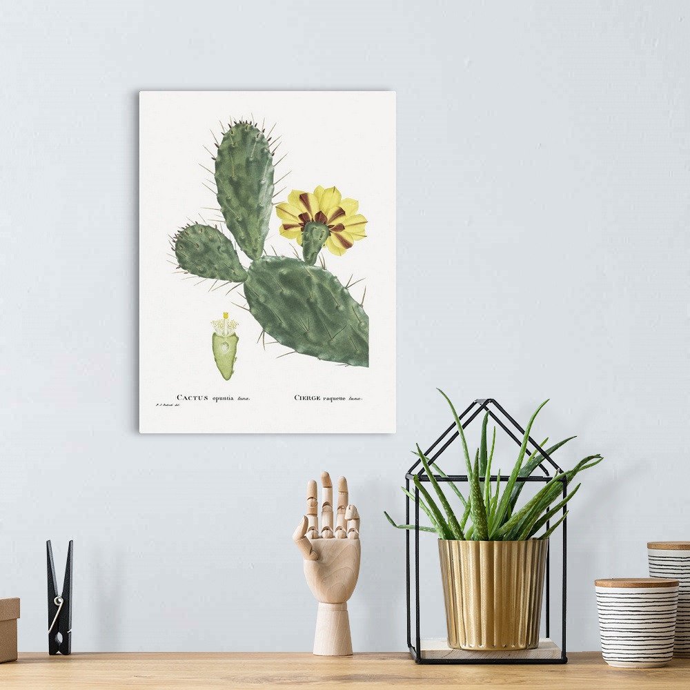 A bohemian room featuring Redoute Cactus IV