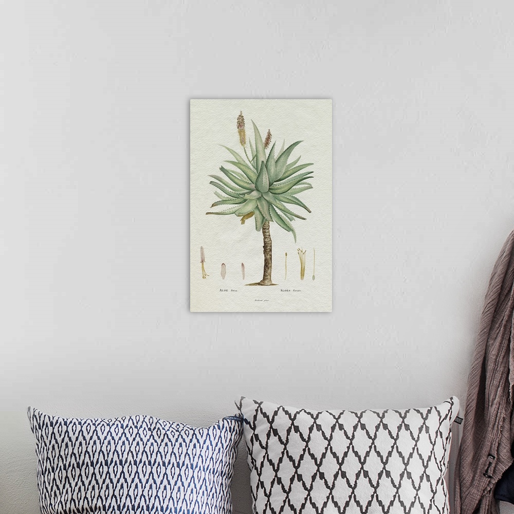 A bohemian room featuring Redoute Succulent I