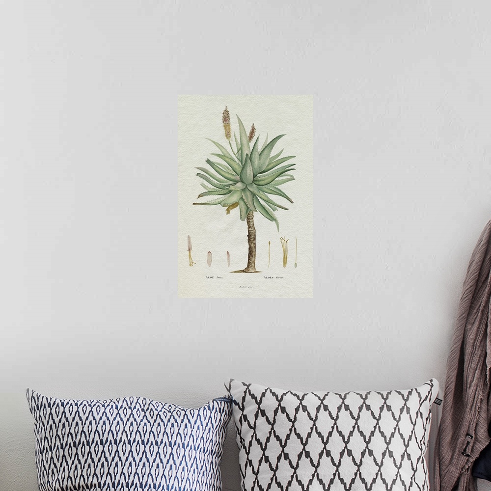 A bohemian room featuring Redoute Succulent I
